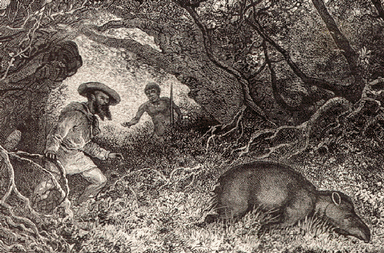 Chasse au tapir  Dessin de Riou, d'aprs un croquis de lauteur.